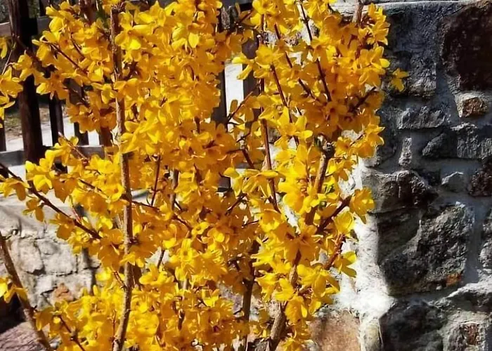 Karyon Καρυόφυτο