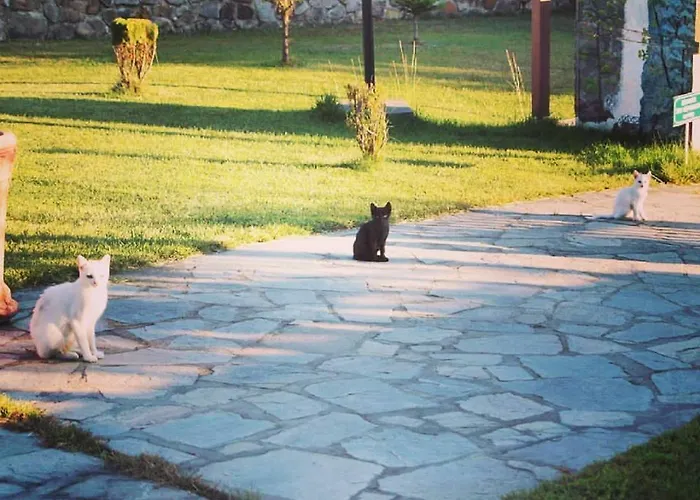 Karyon Καρυόφυτο